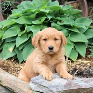 Julia, Golden Retriever Puppy