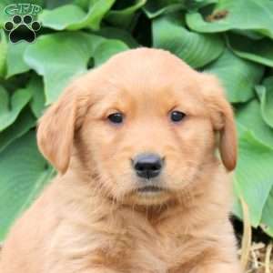 Julia, Golden Retriever Puppy