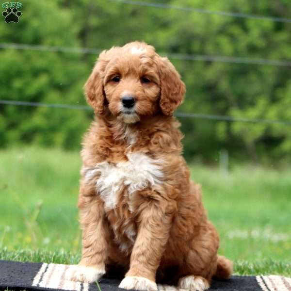 Julia, Goldendoodle Puppy