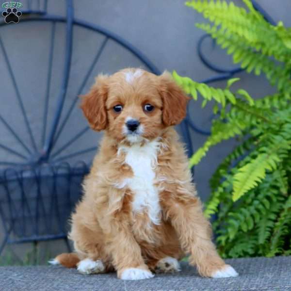 Julia, Cavapoo Puppy