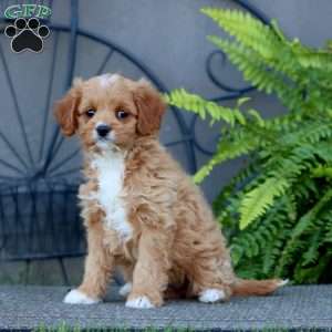 Julia, Cavapoo Puppy