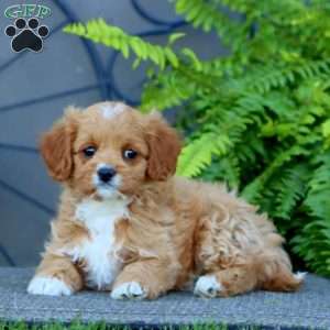 Julia, Cavapoo Puppy
