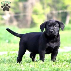 Stephen & Sarah Stoltzfus - Greenfield Puppies