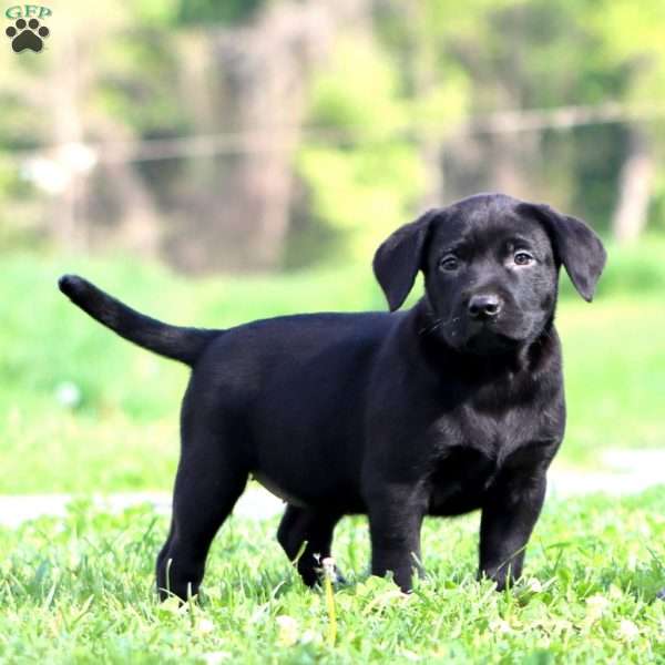 Julie, Black Labrador Retriever Puppy