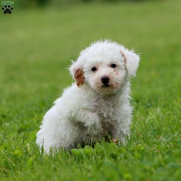 Julie, Miniature Poodle Puppy