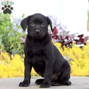 Julie, Black Labrador Retriever Puppy
