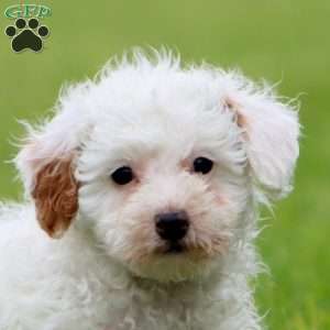 Julie, Miniature Poodle Puppy