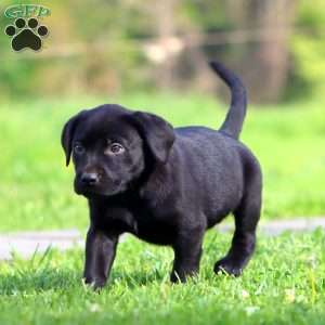 Julie, Black Labrador Retriever Puppy
