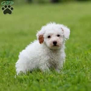 Julie, Miniature Poodle Puppy