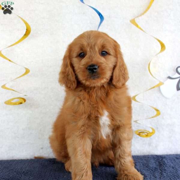 Jumper, Mini Goldendoodle Puppy