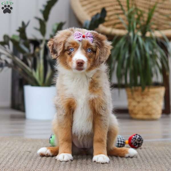 Juniper, Miniature Australian Shepherd Puppy