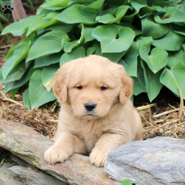 Juniper, Golden Retriever Puppy