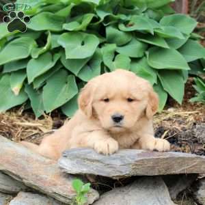 Juniper, Golden Retriever Puppy