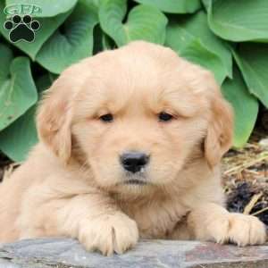 Juniper, Golden Retriever Puppy