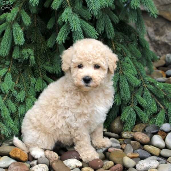Juno, Bich-Poo Puppy