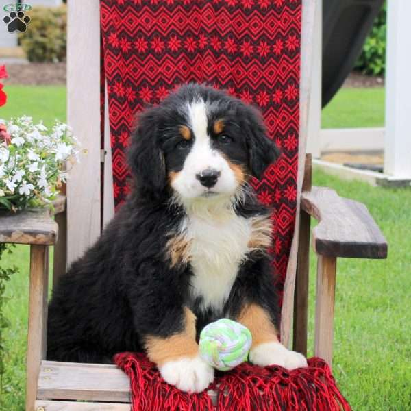 Justin, Bernese Mountain Dog Puppy