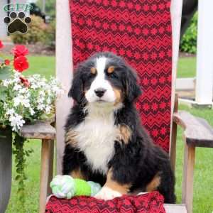 Justin, Bernese Mountain Dog Puppy