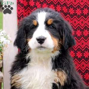 Justin, Bernese Mountain Dog Puppy