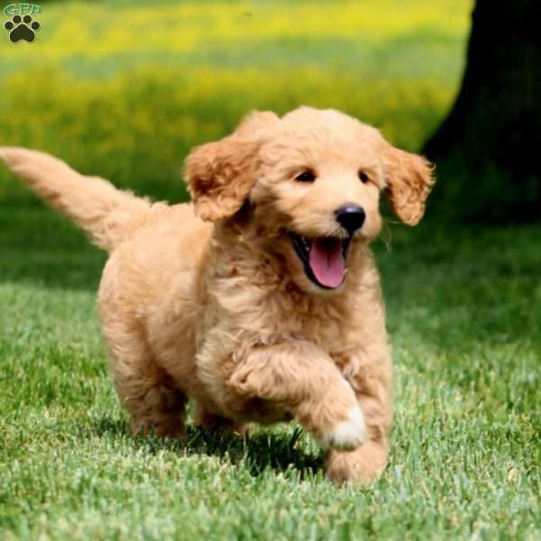 Justin, Goldendoodle Puppy