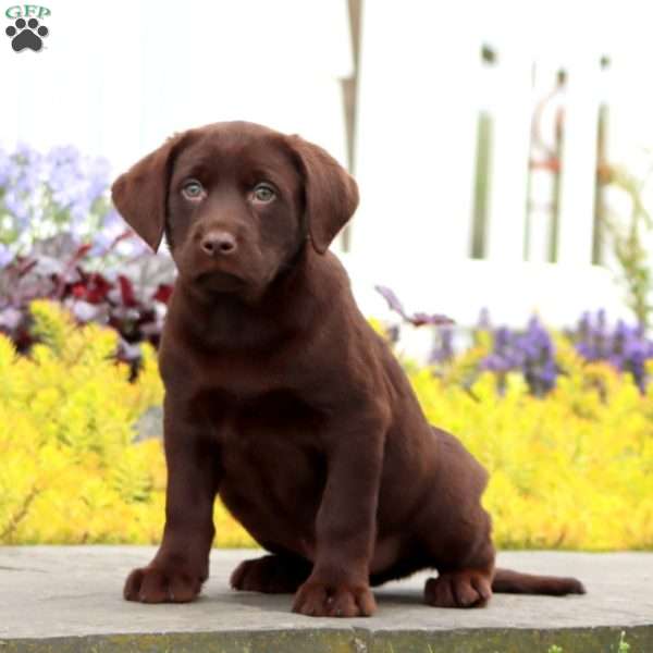 Justin, Chocolate Labrador Retriever Puppy