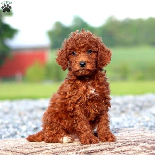 Justin, Miniature Poodle Puppy