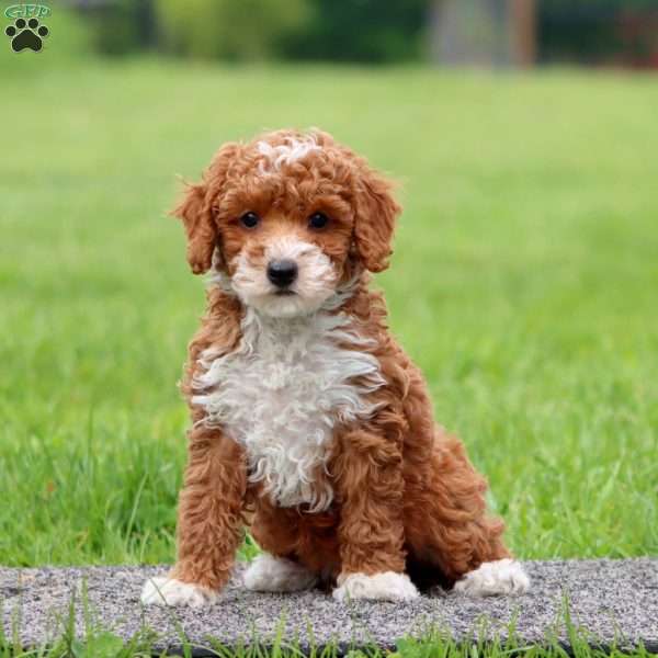 Justin, Miniature Poodle Puppy
