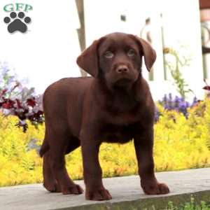 Justin, Chocolate Labrador Retriever Puppy