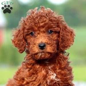 Justin, Miniature Poodle Puppy