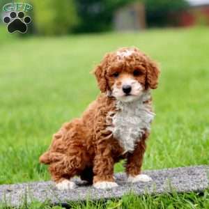 Justin, Miniature Poodle Puppy