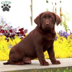 Justin, Chocolate Labrador Retriever Puppy