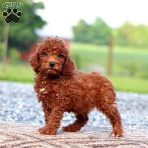 Justin, Miniature Poodle Puppy