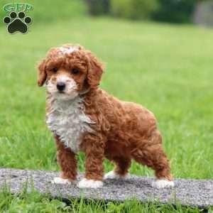 Justin, Miniature Poodle Puppy