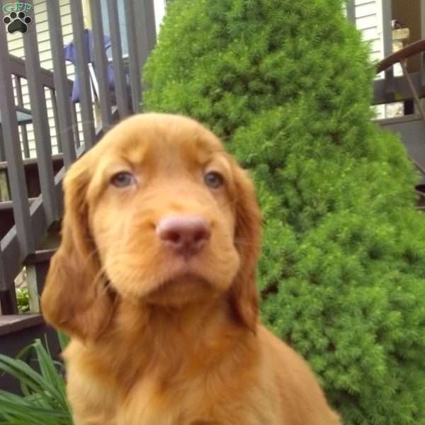 Trevor, Golden Irish Puppy