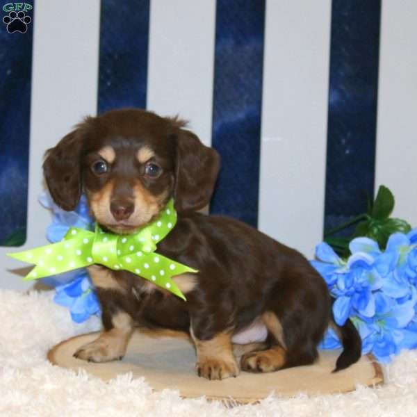 Kaden – Mini, Dachshund Puppy