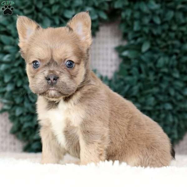 Kaitlyn, French Bulldog Puppy