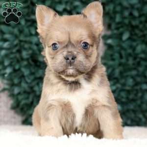 Kaitlyn, French Bulldog Puppy