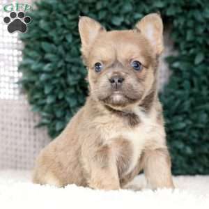 Kaitlyn, French Bulldog Puppy