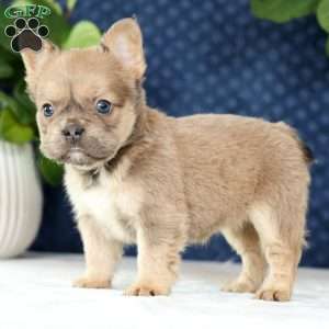 Kaitlyn, French Bulldog Puppy