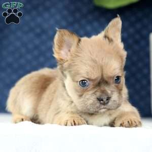 Kaitlyn, French Bulldog Puppy