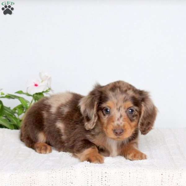 Kami, Dachshund Puppy