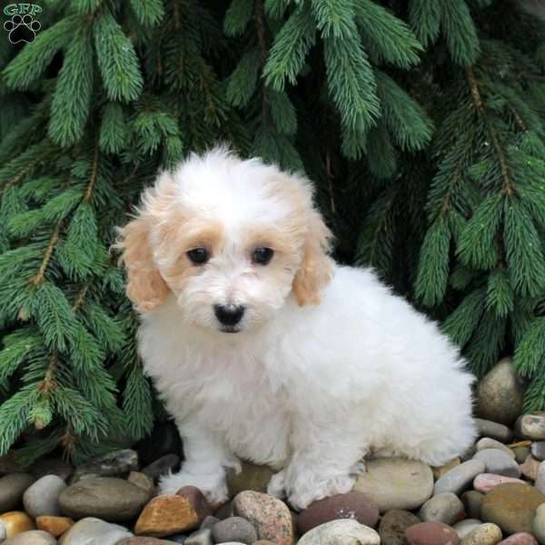 Kami, Bich-Poo Puppy