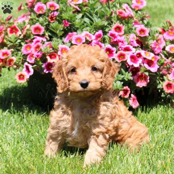 Kami, Cockapoo Puppy