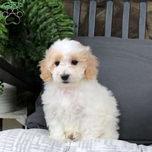 Kami, Bich-Poo Puppy