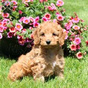 Kami, Cockapoo Puppy