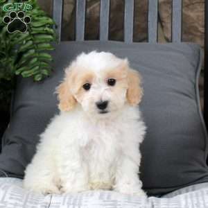 Kami, Bich-Poo Puppy