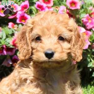 Kami, Cockapoo Puppy