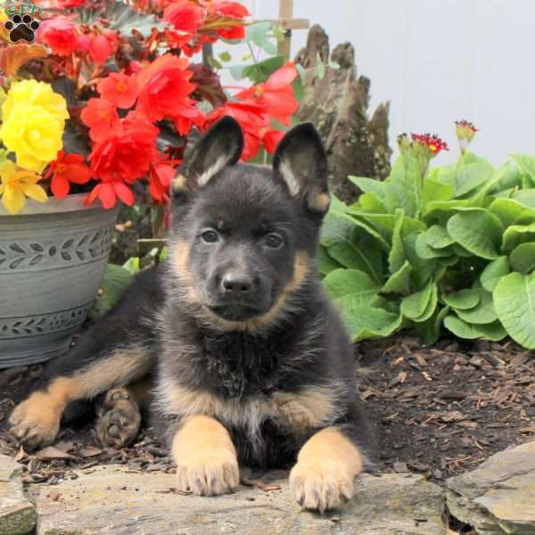 Kandy, German Shepherd Puppy