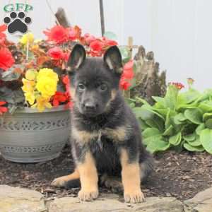 Kandy, German Shepherd Puppy
