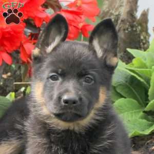 Kandy, German Shepherd Puppy