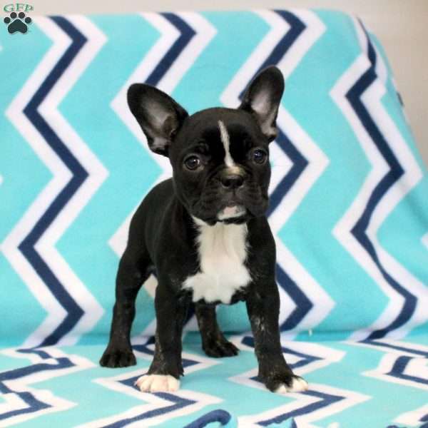 Kara, Frenchton Puppy